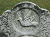 Bird (closeup)