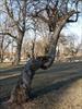 Twisted tree
