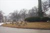 Geese