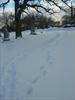 Tracks in the snow
