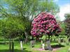 Pink tree