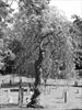 Weeping Mulberry