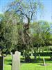 Weeping Mulberry