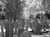 Many headstones