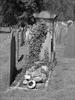 Headstone covered in ivy