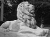 Grunow (Lion)