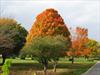 Fall colors