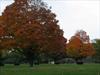 Fall colors