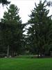 Pine trees