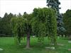 Weeping Mulberry