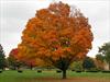 Fall colors