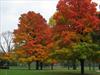 Fall colors