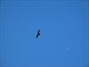 Turkey Vulture