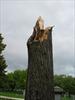 Tree stump