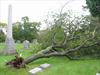 Uprooted tree