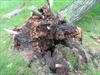 Uprooted tree