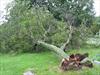 Uprooted tree
