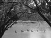 Ducks in a pond