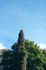 Ivy covered column