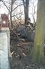 Fallen tree