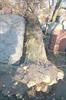Fallen tree
