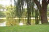 Lake with willow trees