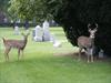Deer